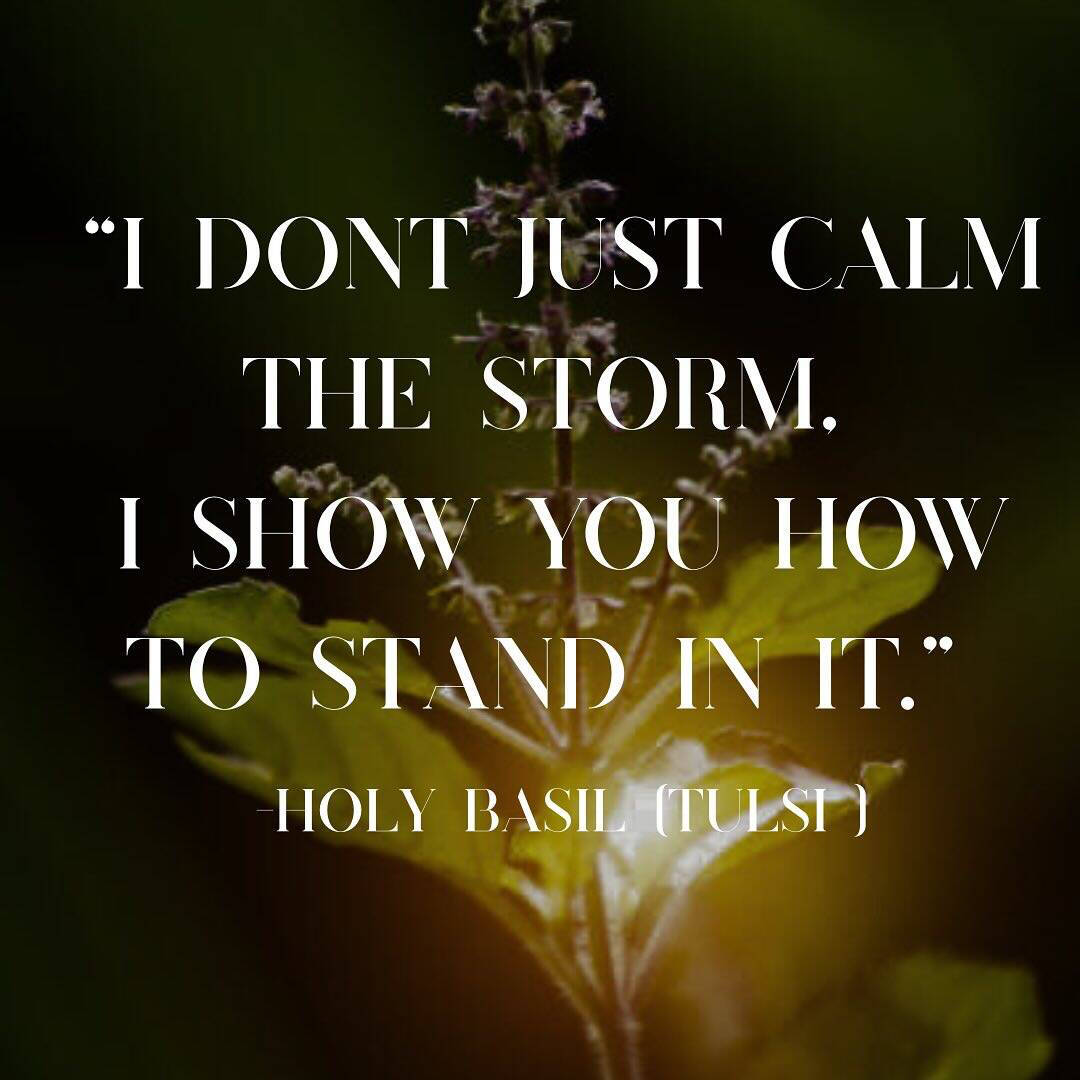 Picture of holy basil with the quote "I don't just calm the storm. I show you how to stand in it."